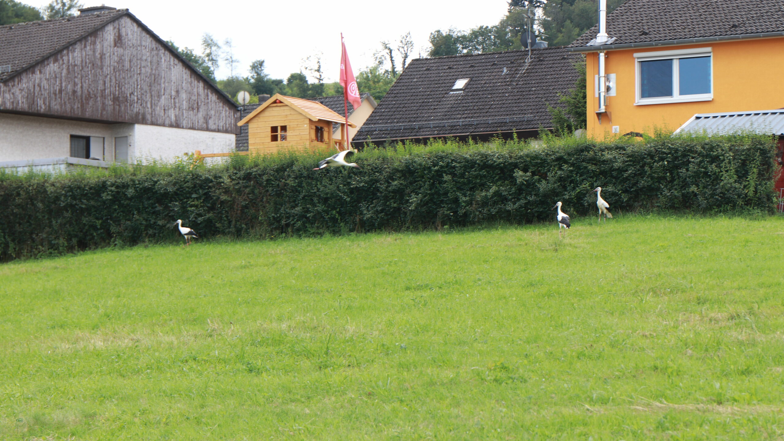 Der Storchen-Nachwuchs in der neugewonnenen Freiheit.
