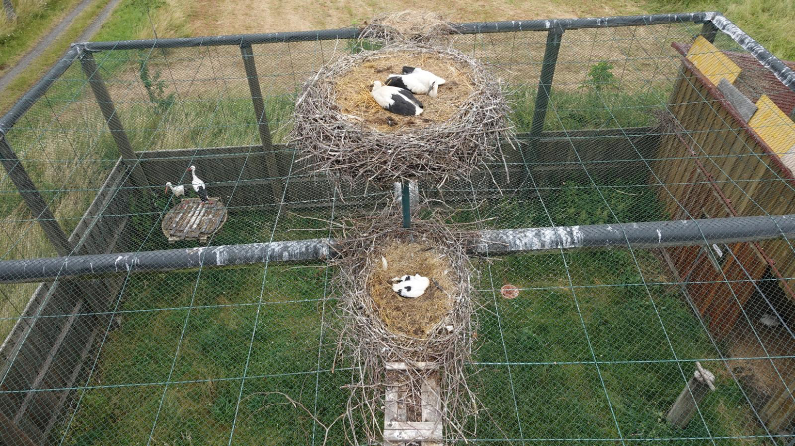 Mittlerweile haben auf dem Dach der Schmißberger Storchenvoliere Störche Nester gebaut (Das Bild wurde von einem Hubsteiger aus gemacht, da Drohnenüberflüge verboten sind).